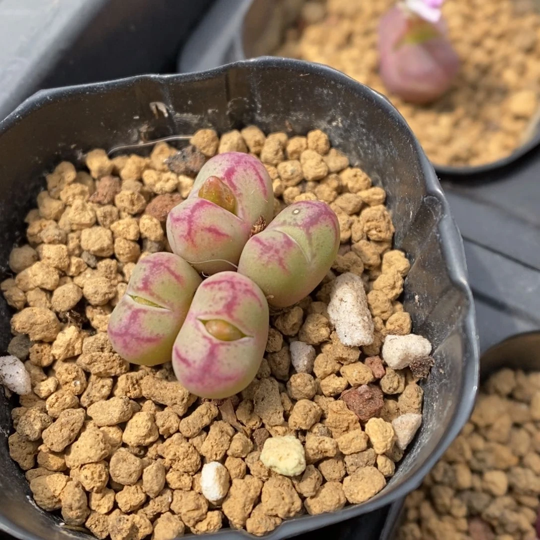 多肉植物肉锥杂交K-3498