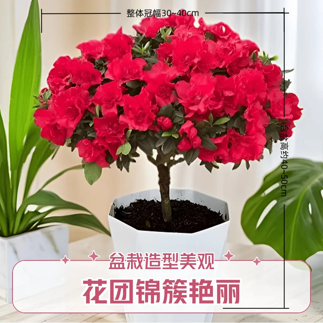 【杜鹃带花送白盆】四季开花老桩杜鹃花盆栽带花苞室内外绿植花卉