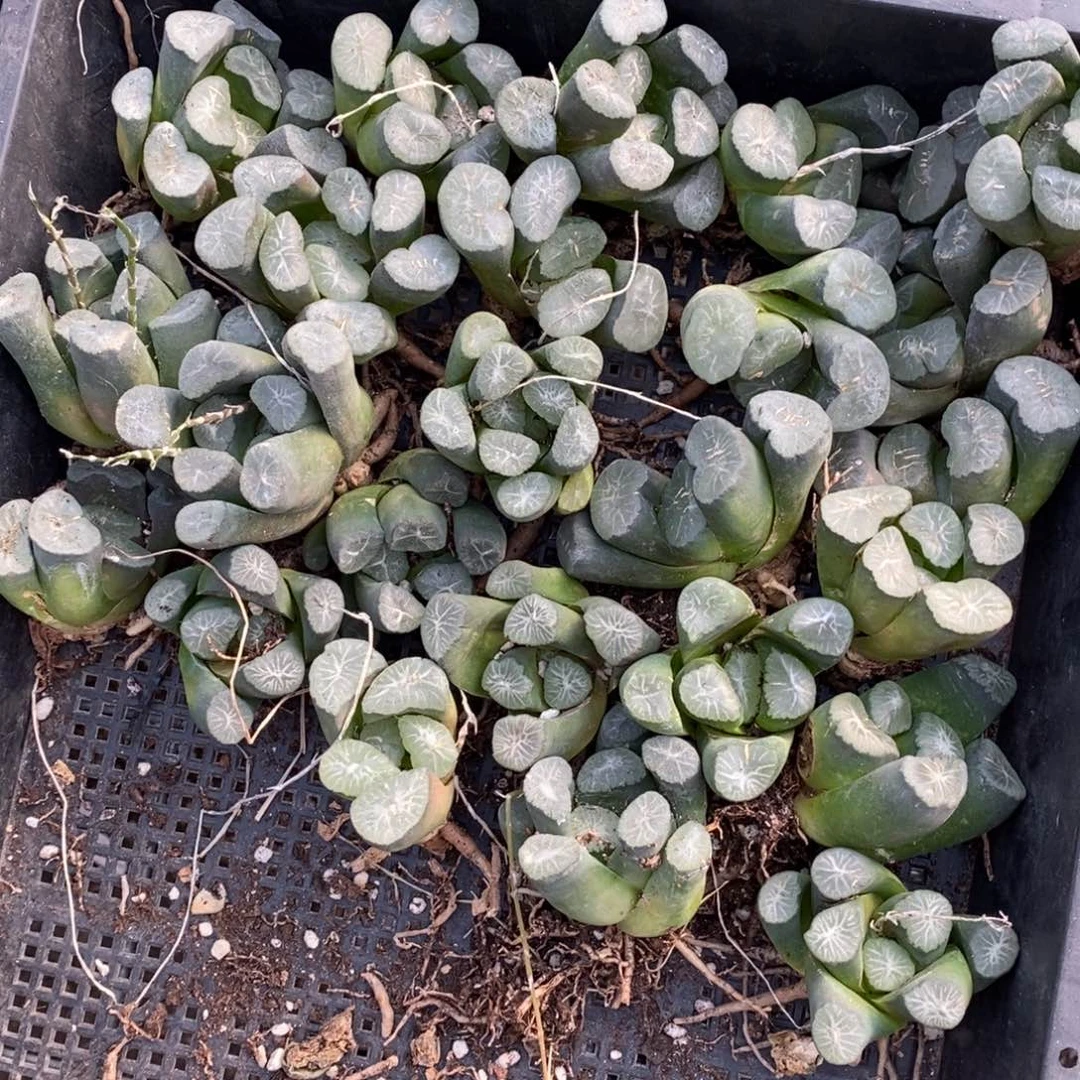 515 一颗实生超大万象  超级福利