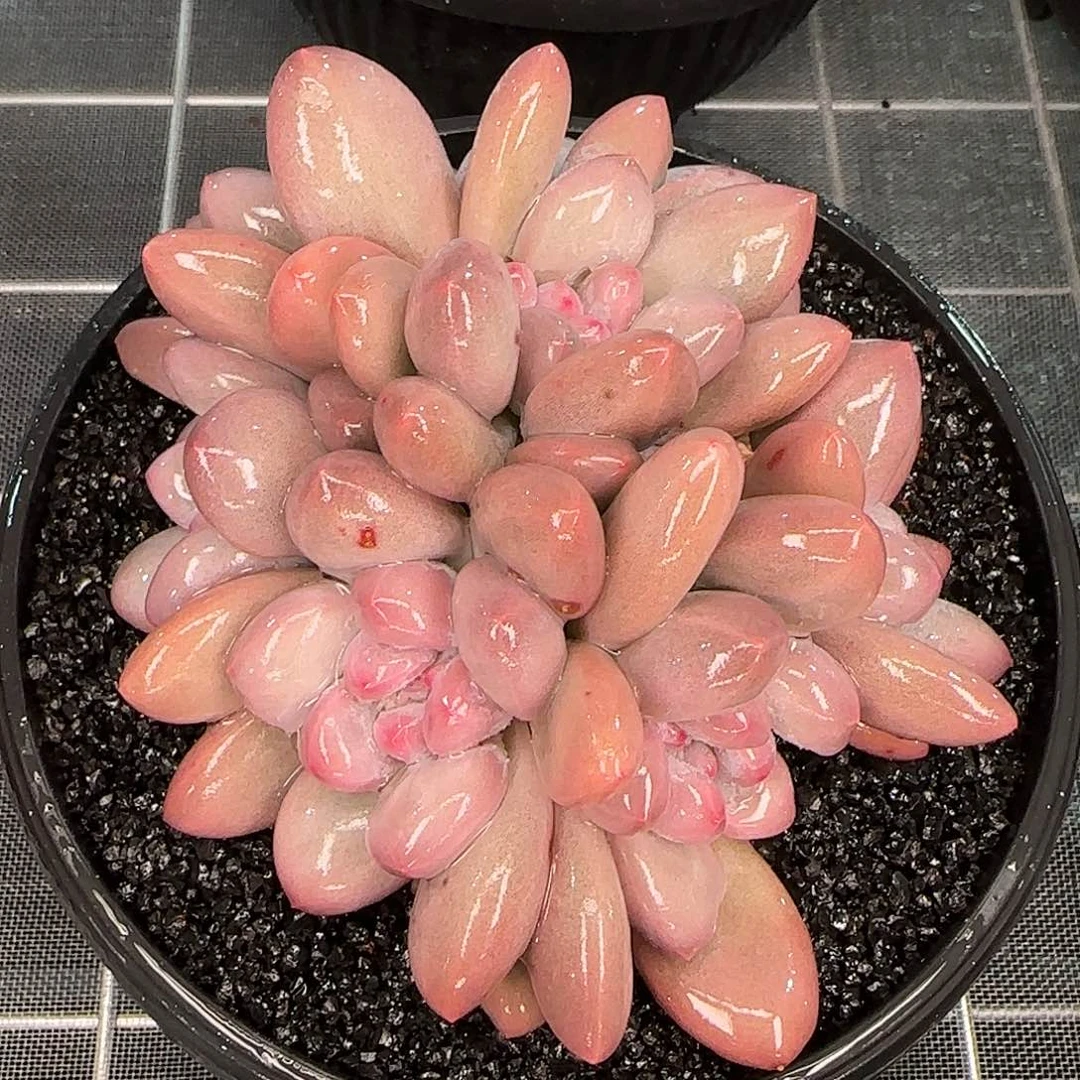 从前慢甄选多肉编号香水