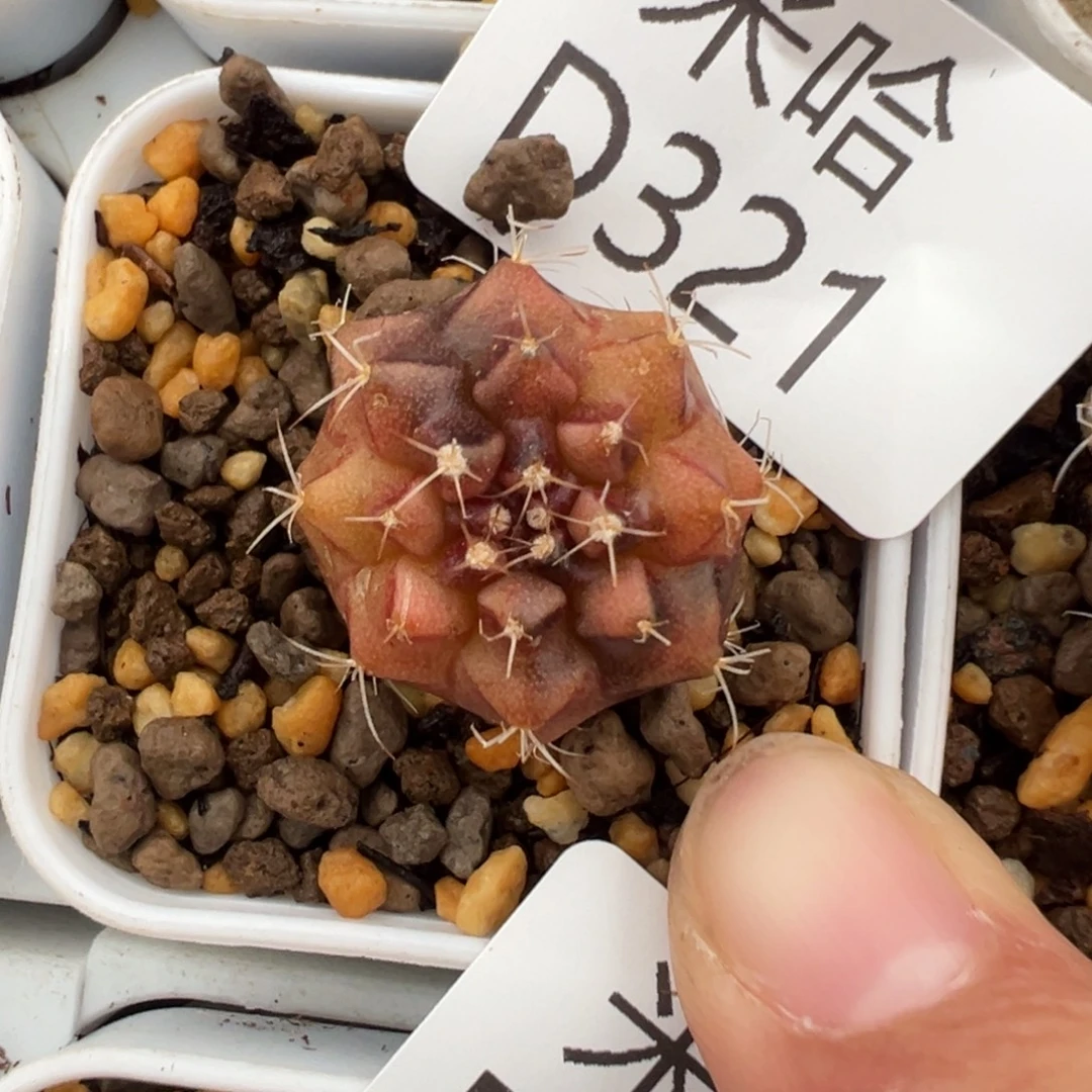 321 好看的米哈冲冲冲