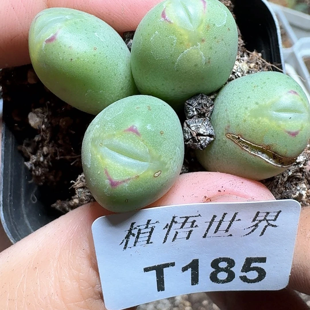 185号多肉植物哇c gb