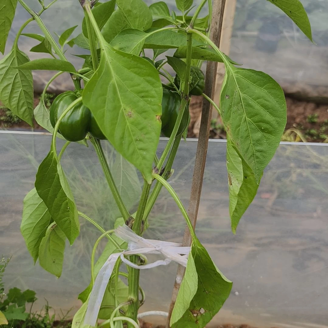 傻***丫无花朵辣椒111111111