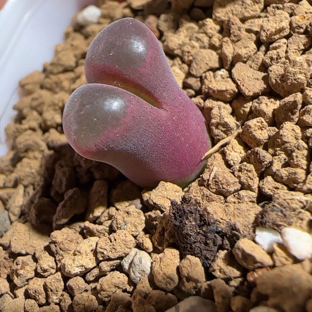 肉锥多肉植物组合-超级熊猫991