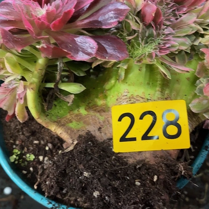 多肉植物福利228