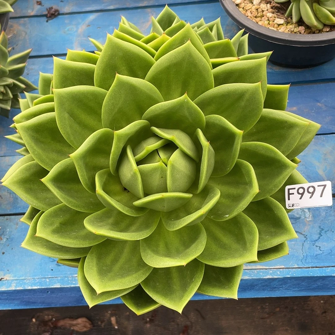 若如东云单拍F997