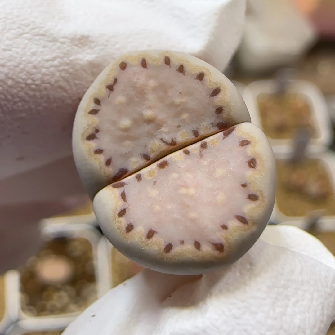 12.3.1621.015饼干.9118尺寸1.5cm