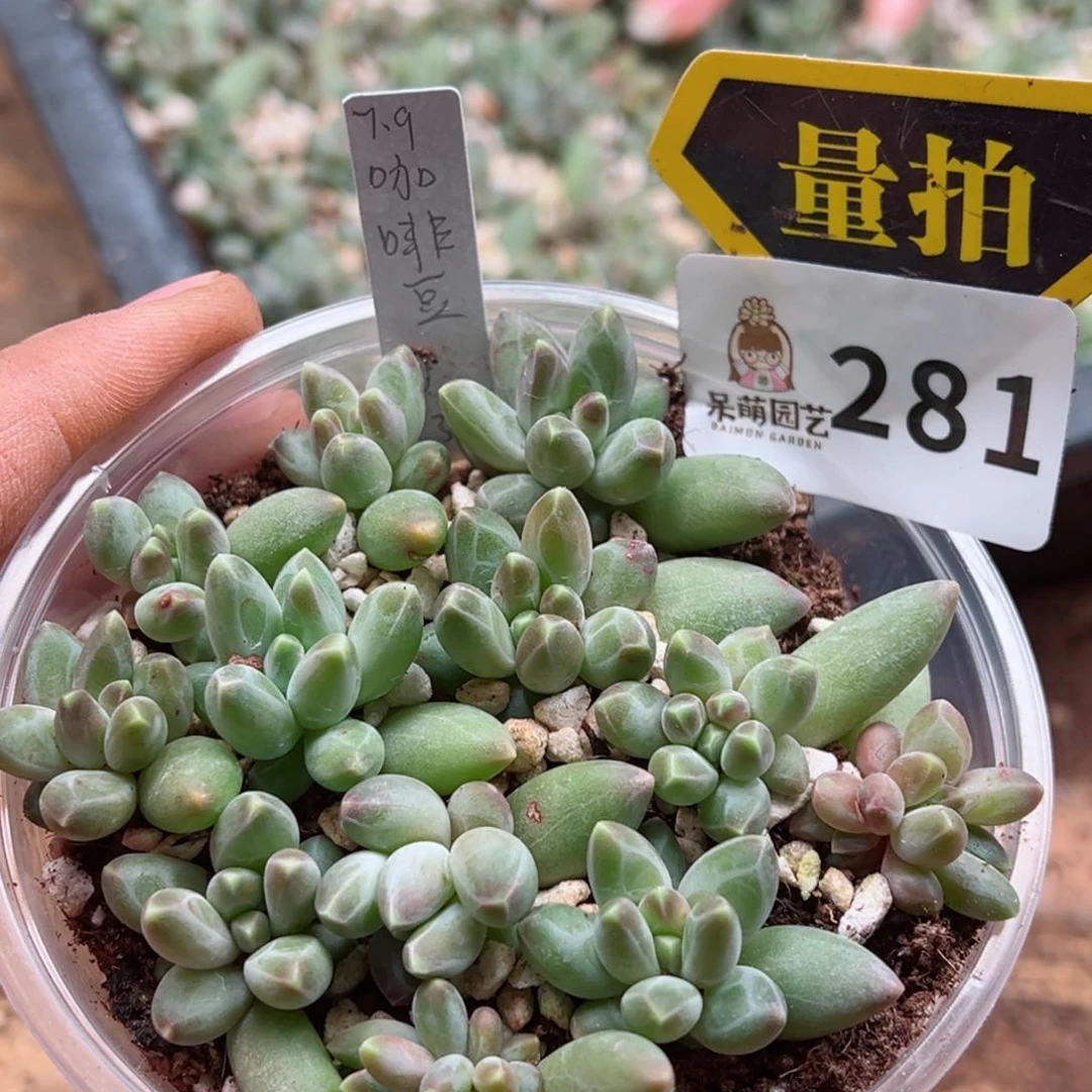 多肉植物多肉植物