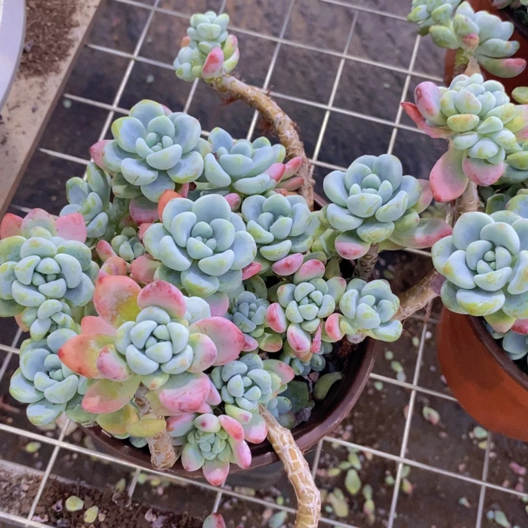 劳尔整桩整群老桩