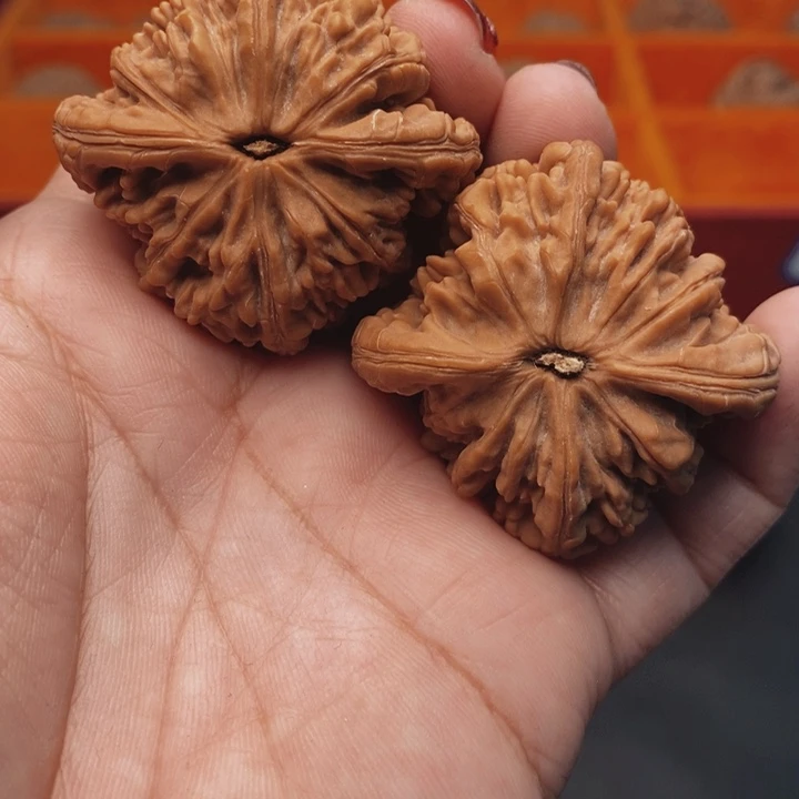 核桃虎头王44尺核桃