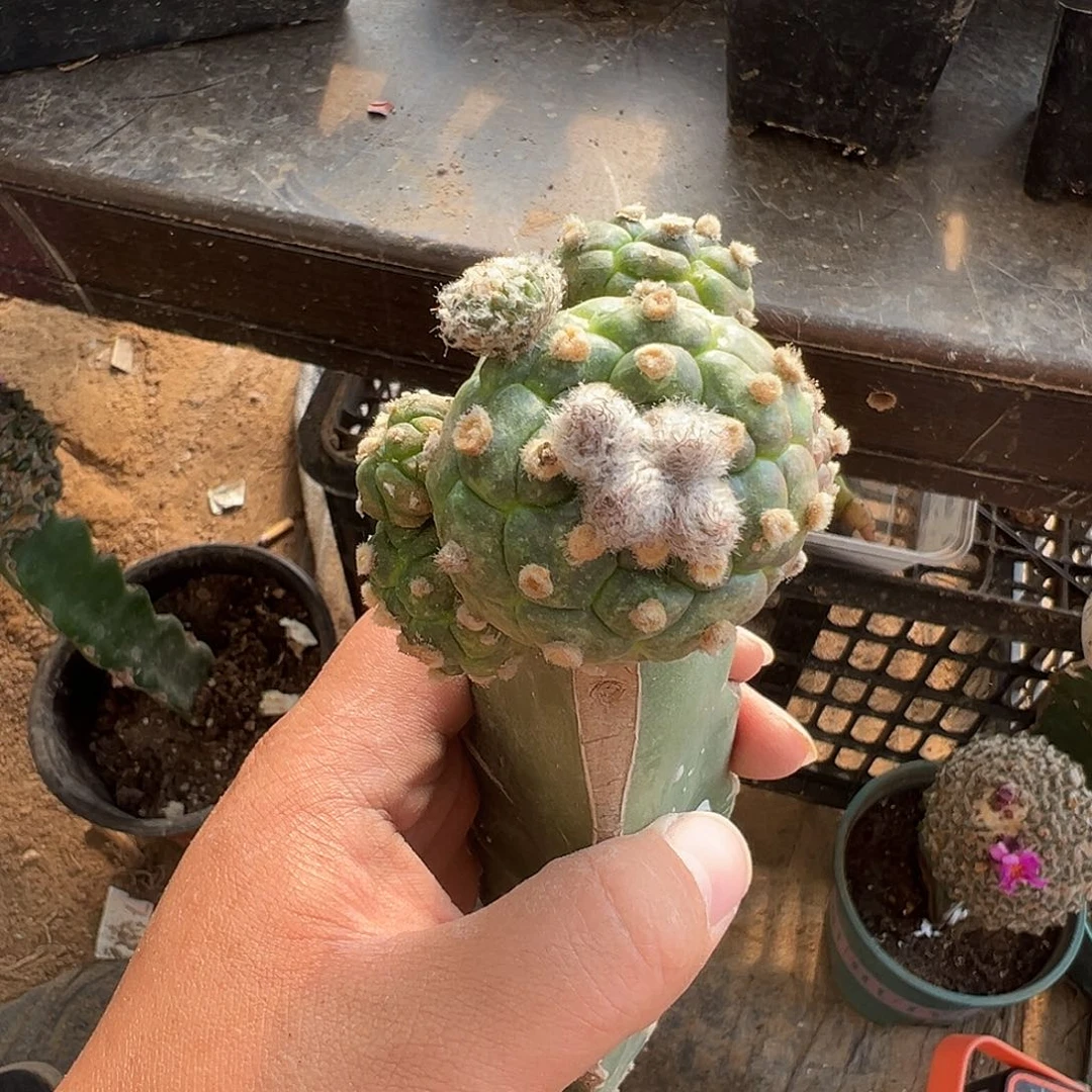 多头龟甲兜仙人球983