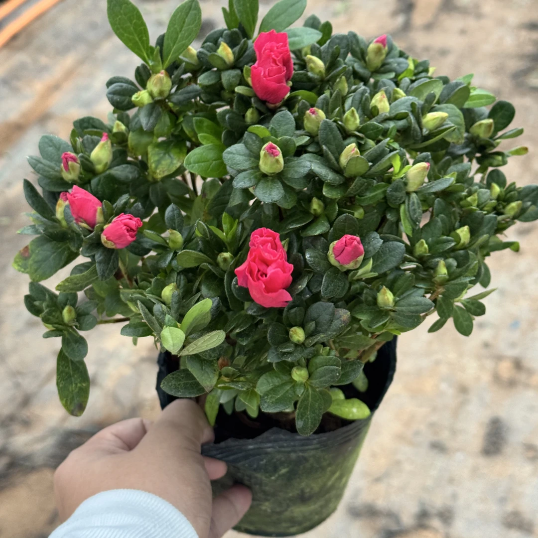 四季开花 红宝石杜鹃花 一盆多颗 带花苞发货