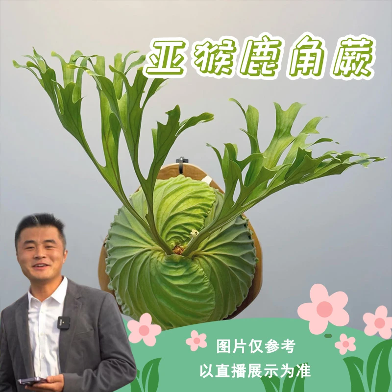 【热植馆】亚猴鹿角蕨 美观好看 上板植物 insi风