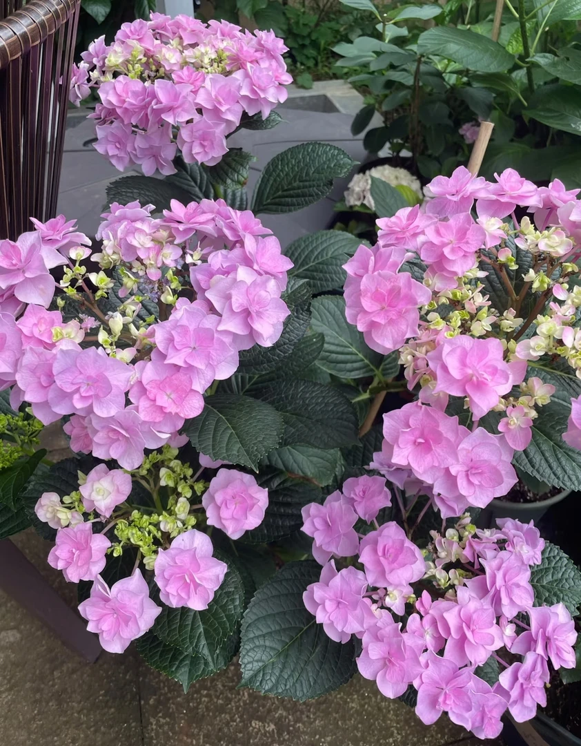 【头花】绣球大花盆栽生花苞发货庭院阳台新手易养护喜水植物