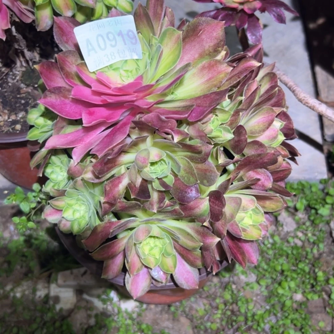 【闪购商品】919韶华多肉