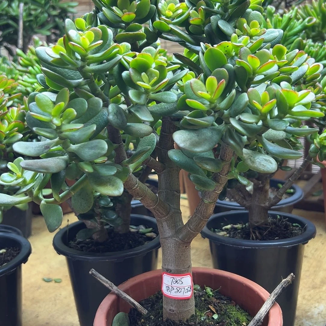 姬红花月一物一拍多肉