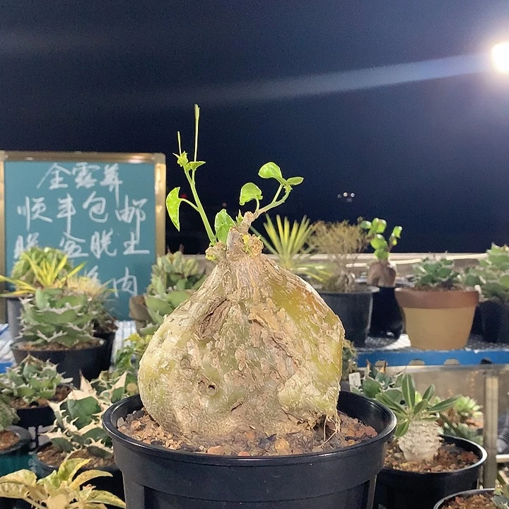 天打雷劈驴踹狗啃大命不死银叶睡布袋