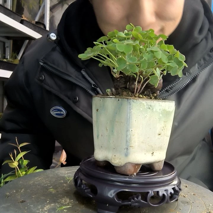 梦****械小盆景小植物一物一拍215