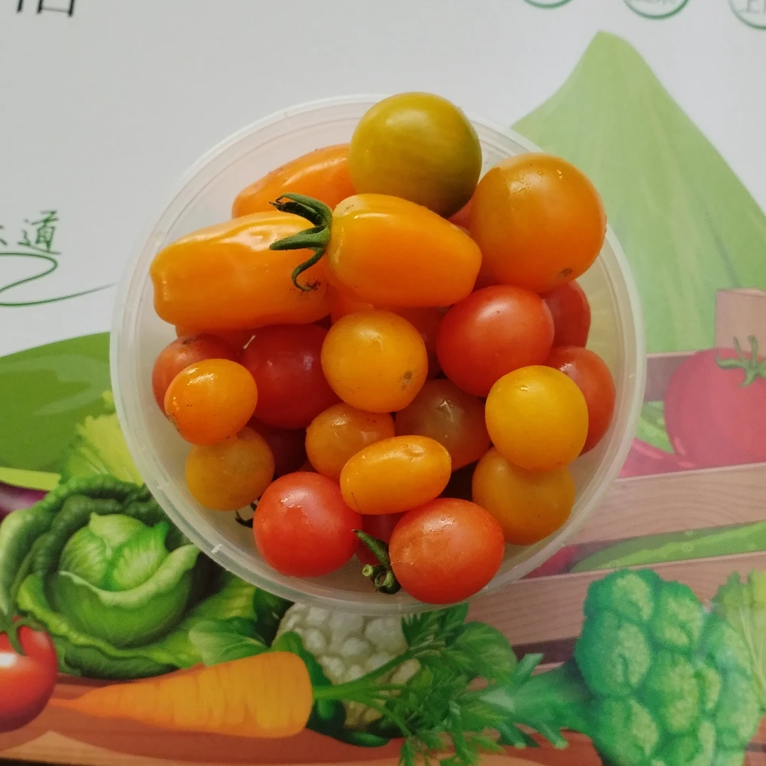 黄色小番茄2斤生态农场