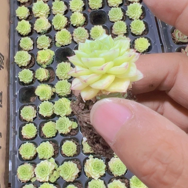 奶油麦秆精品多肉植物