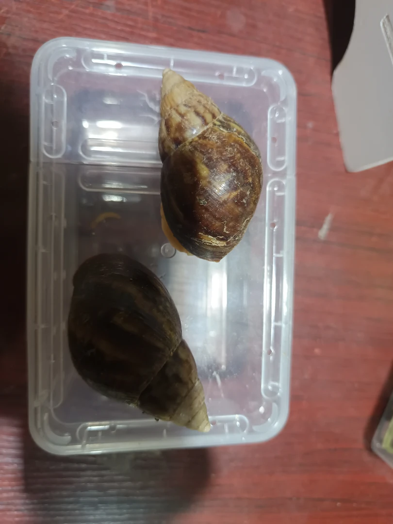 2只繁殖组白玉蜗牛饲养，萌宠，好养，便携，可以当宠物也可食用小型