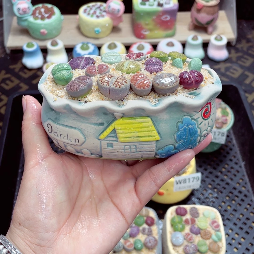 w8181 开播福利 带盆土发货一物一拍