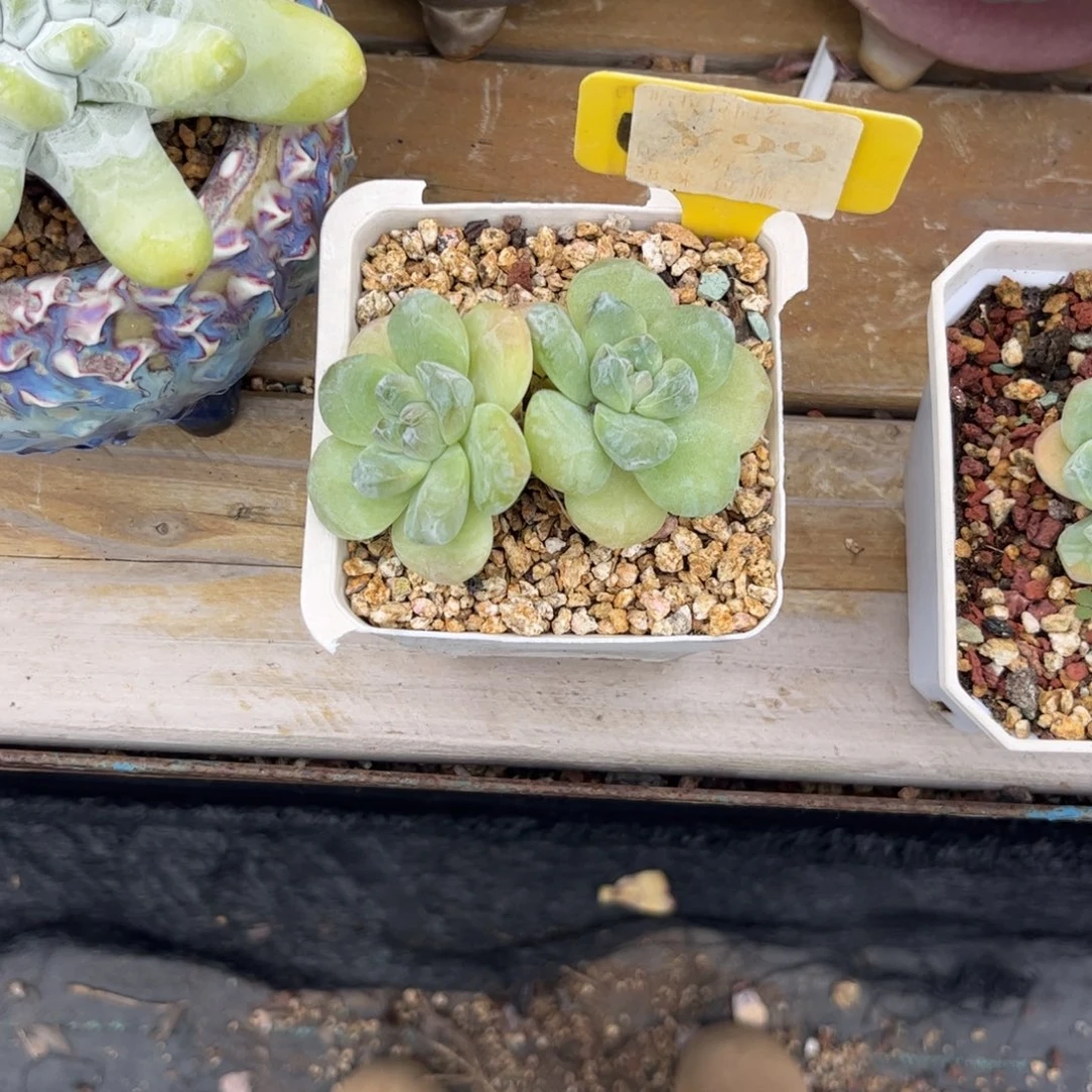 东***司多肉植物111111111111