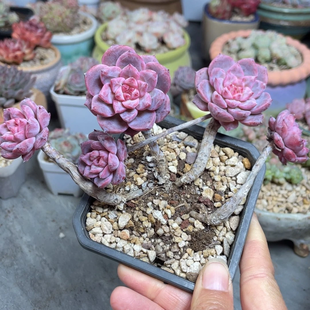 糖心霞光五头飘枝群生