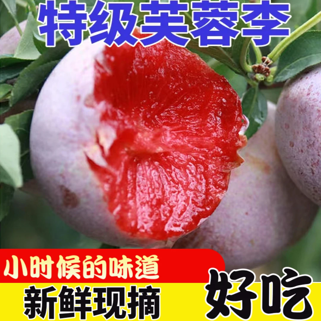 [顺丰特惠5斤装]芙蓉李红心李子新鲜福建古田三华李半边红孕妇果