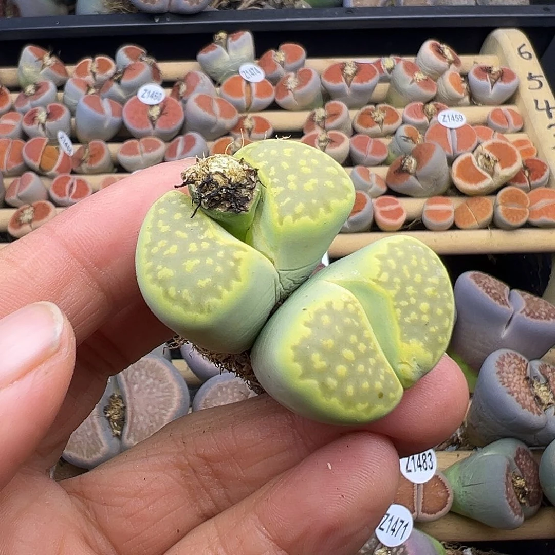 1488巨型黄巴里福利炸