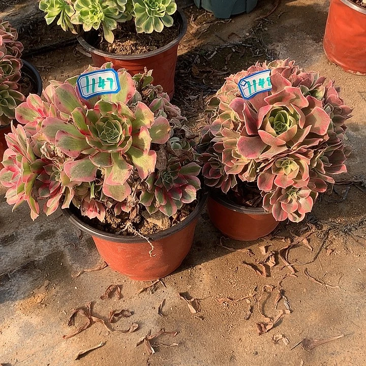 不周正2个1147-1148