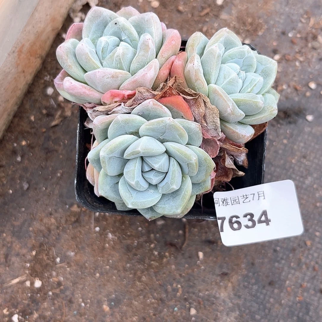 阿雅园艺。      7634