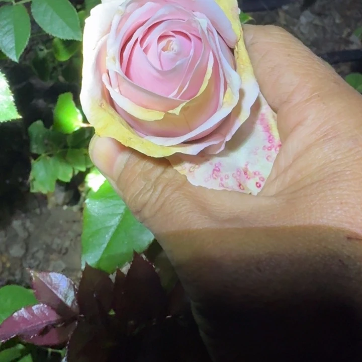 无花朵粉色追忆裸根