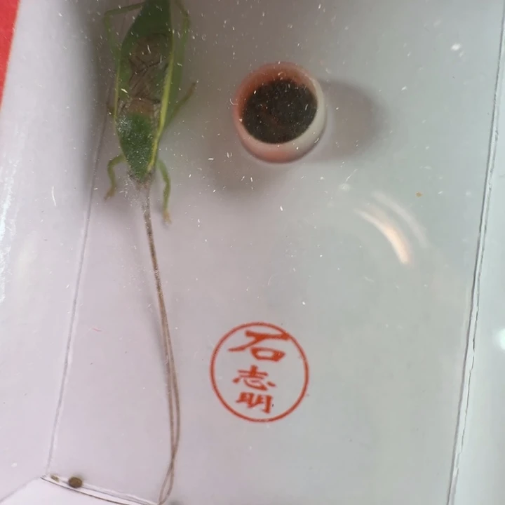 蟋蟀石老师长须过冬单口金钟