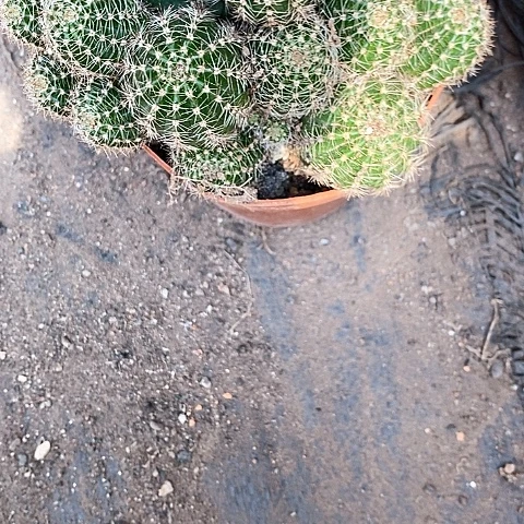 清仓多头群生彩草，24678990