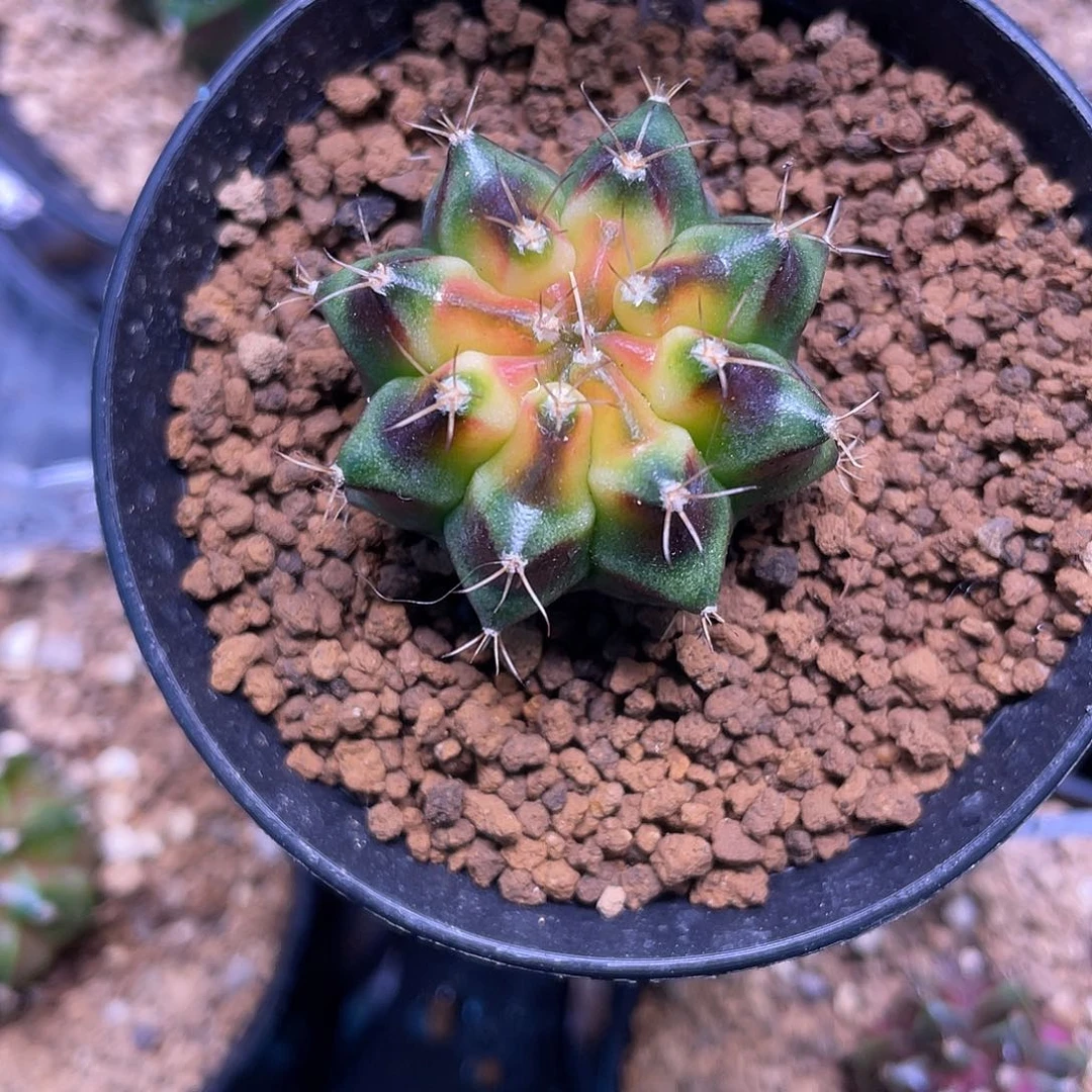 1-229米哈锦3.2厘米