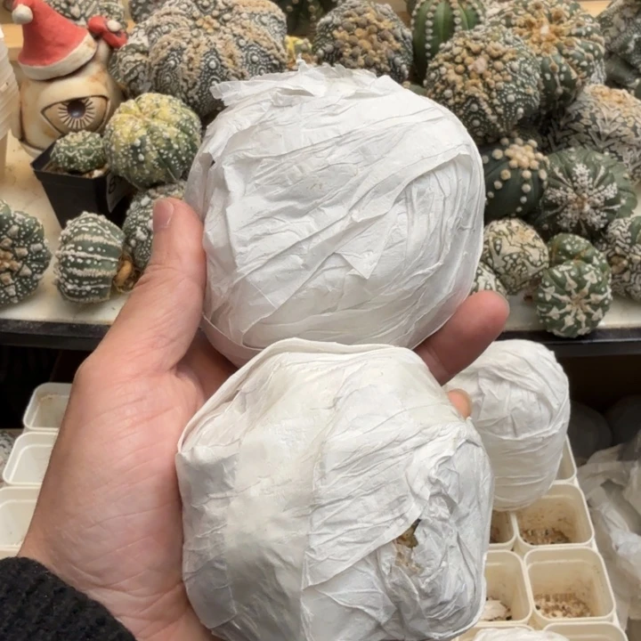 M***d兜星球仙人球070号