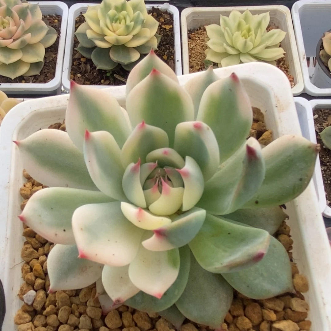 186锦锦锦锦锦锦锦锦