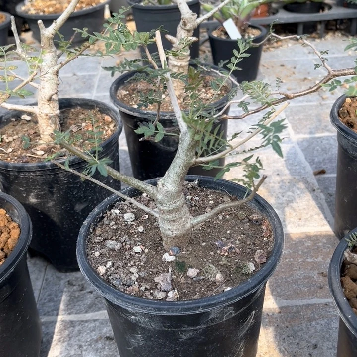 c****姐尼勒达乳香11111111111111