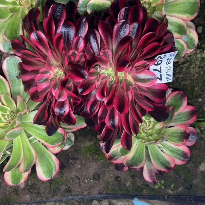 2977南美杜莎坠画多肉植物