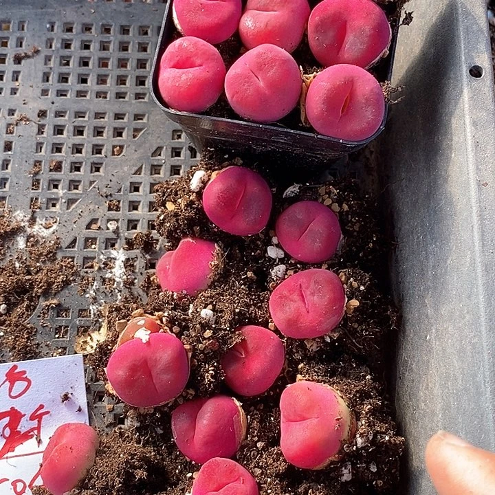 26505一组两颗超级绒