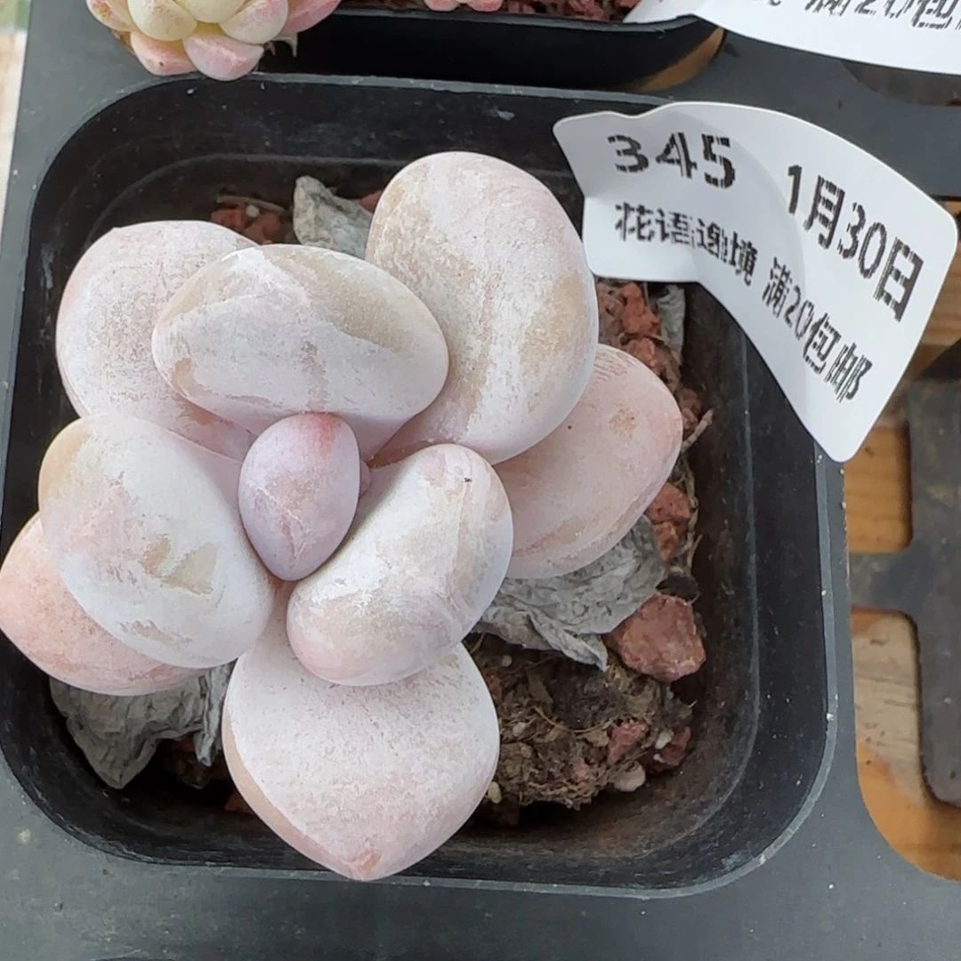 花语逸镜0130-345