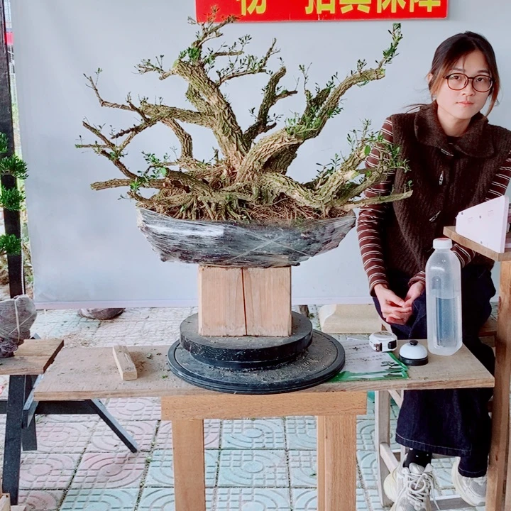 无花朵一***泰广东黄杨