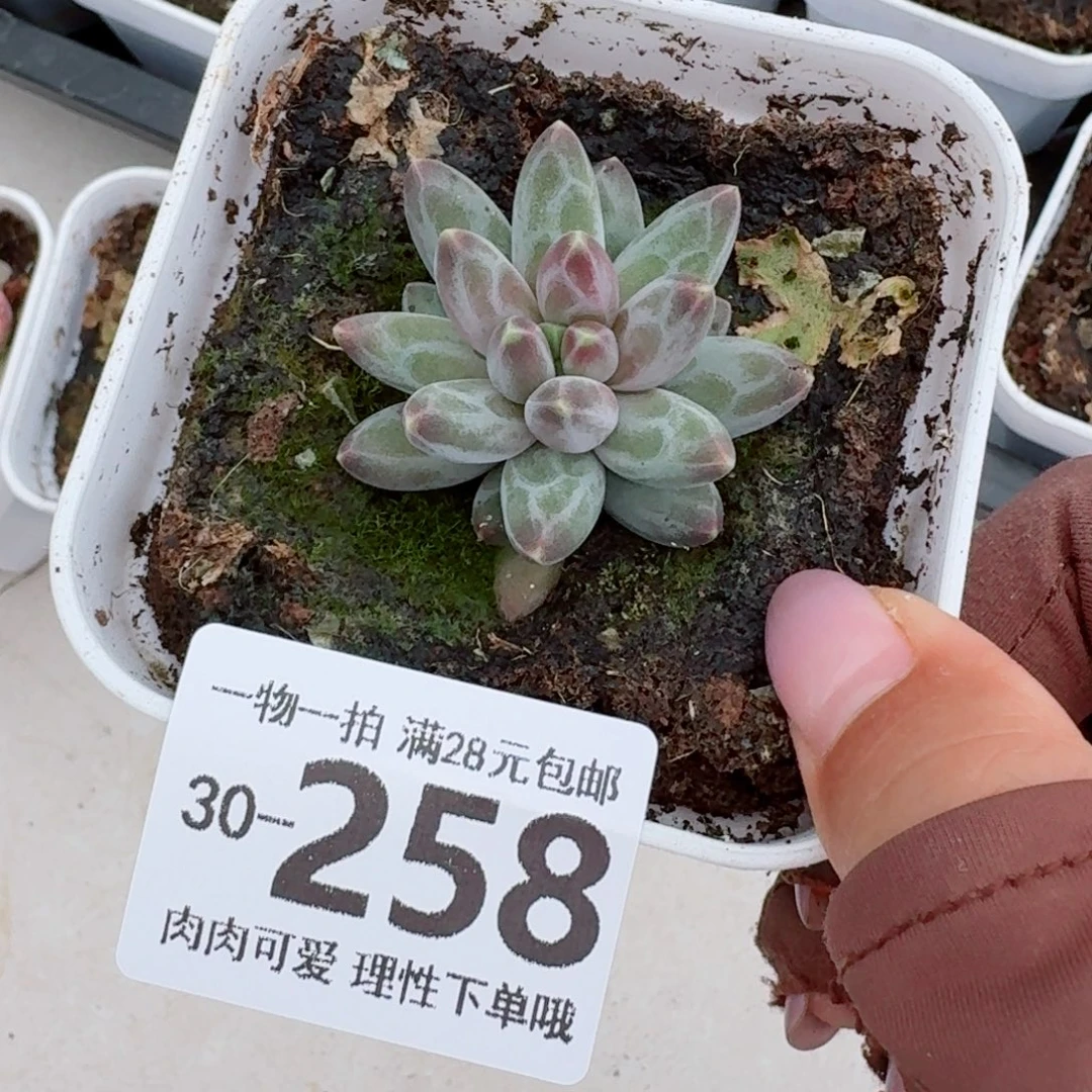 乌拉克拉无盆土发货无盆土发货无