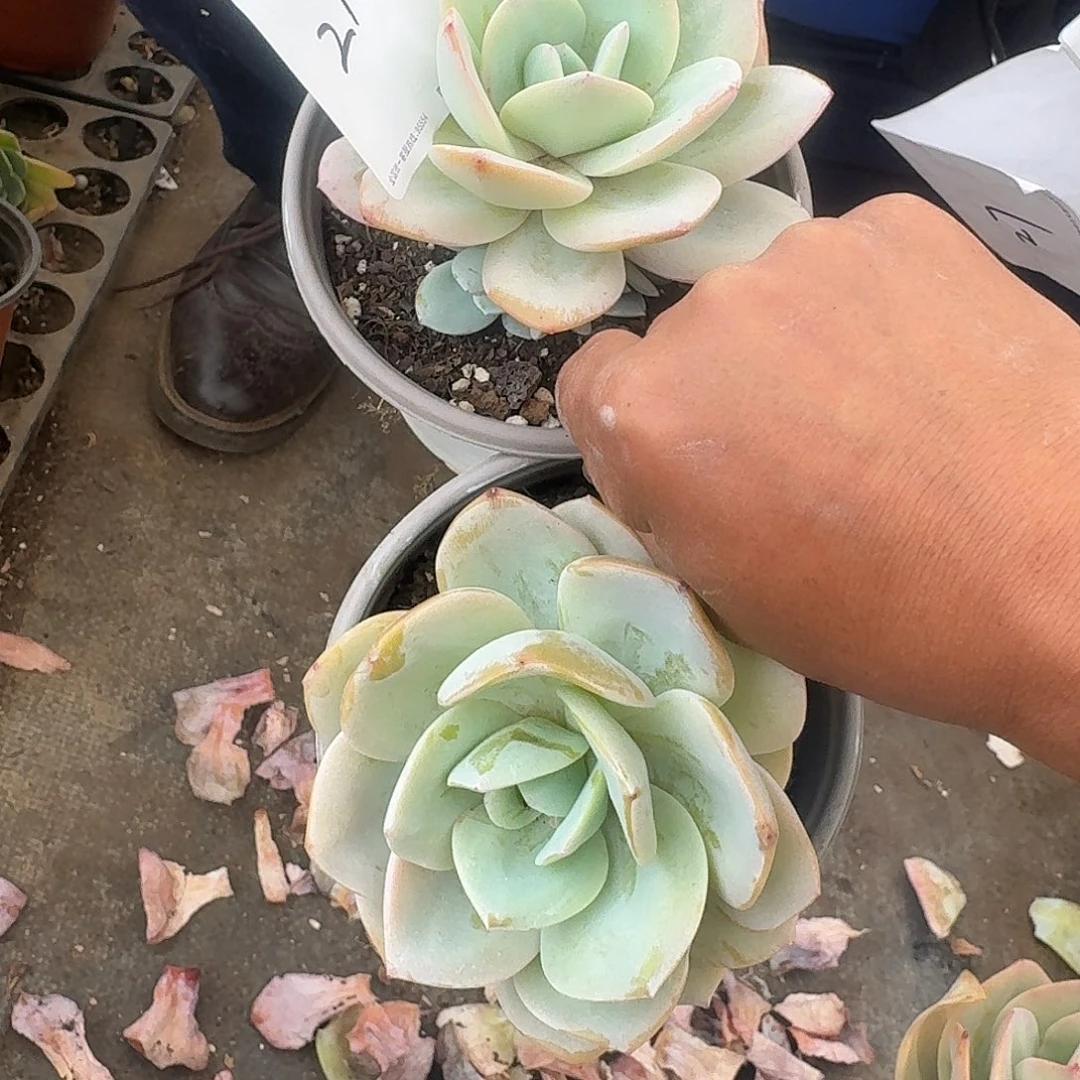 程*某316166464646446