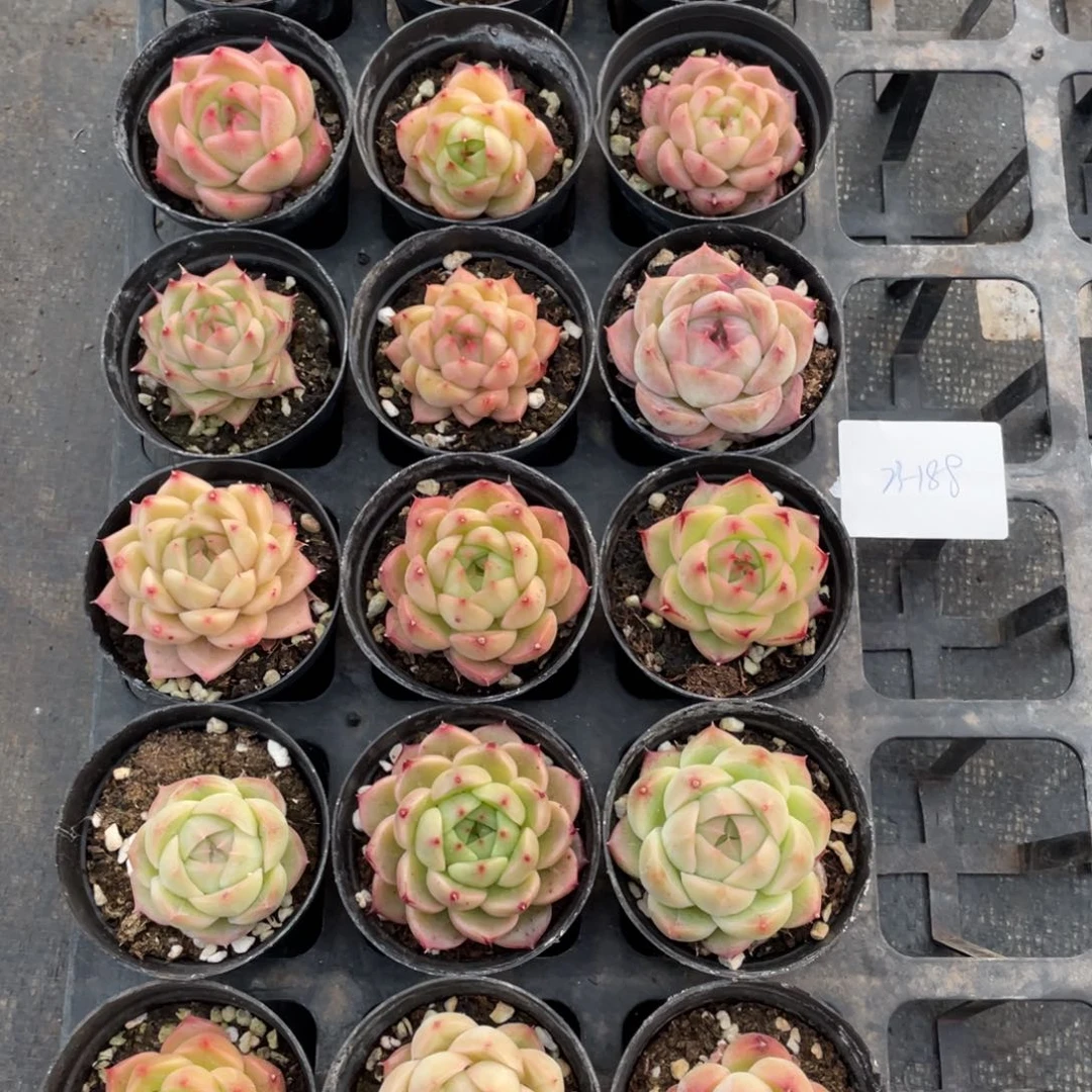 阿*?一物一拍18颗23-188