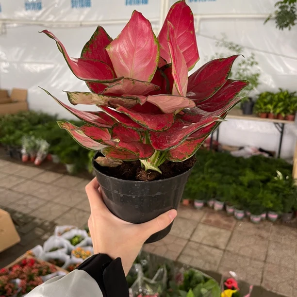 土培吉利红原盆一盆（大）