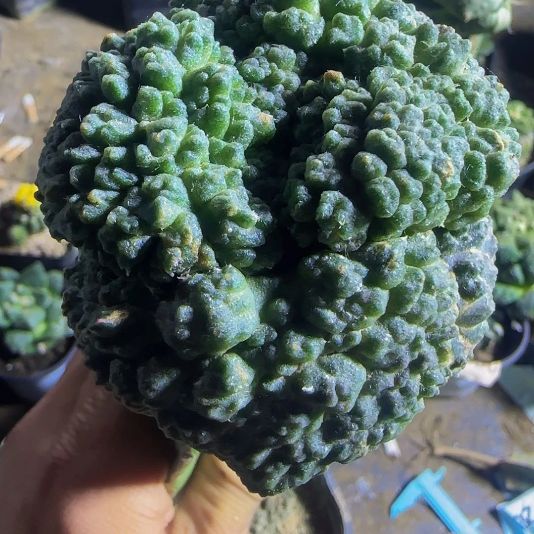 怪兽大尤哥斯拉牡丹928