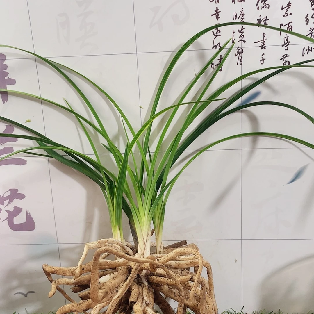 松***竹完全开放兰花兰花