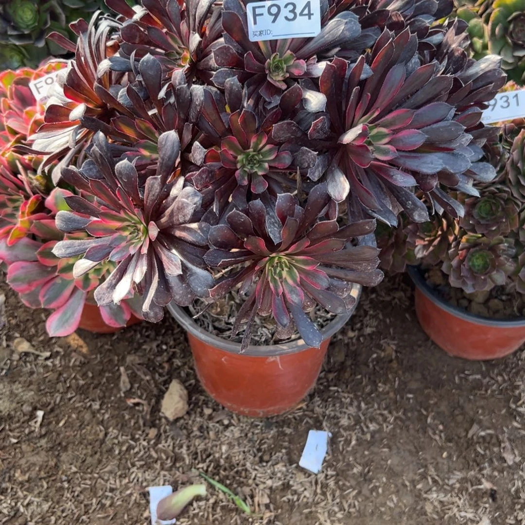 ✿****934黑天鹅多肉植物法师多肉